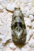 Cochylini inconnu